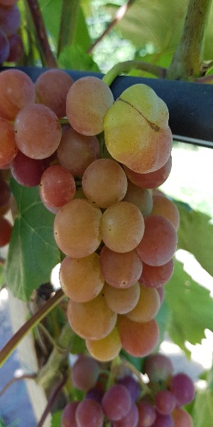 20180807_132215-300x600.jpg