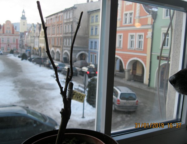 płacz łozy.jpg