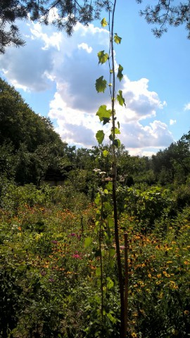 chrupka różowa 2018 0805.jpg