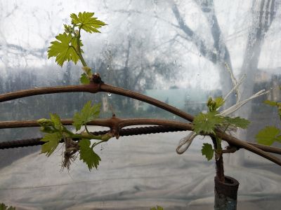 IMG_20190406_Prieobrażenie.jpg