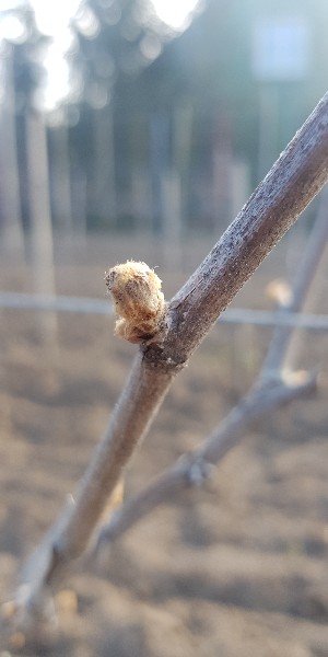 20190411_091058-300x600.jpg
