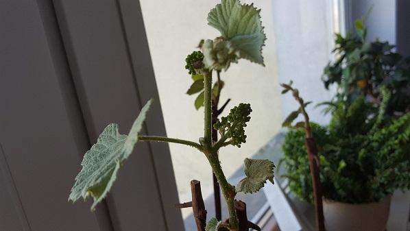 20190414_141650.jpg