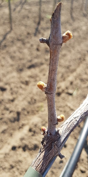 20190418_110604-300x600.jpg