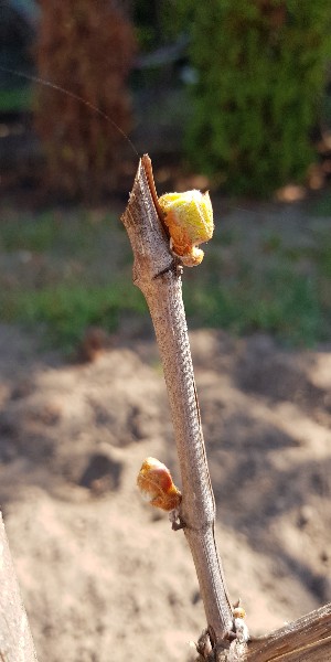 20190418_110416-300x600.jpg