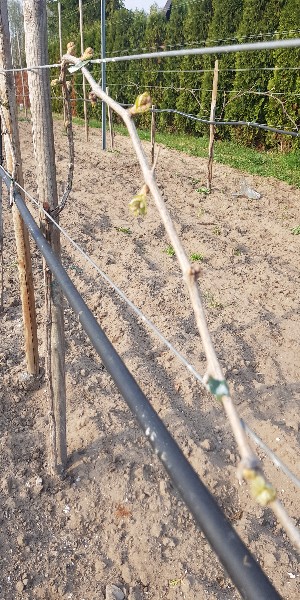 20190423_174032-300x600.jpg