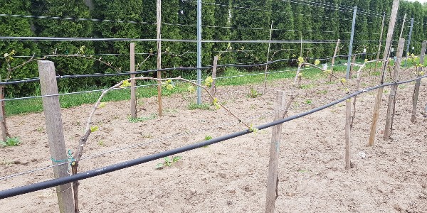 20190427_121849-600x300.jpg