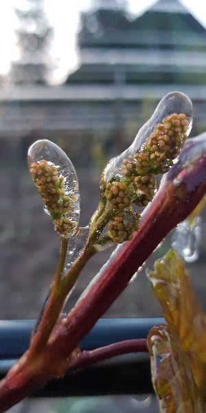 20190505_051731-300x600.jpg