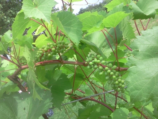 IMG20110719_006.jpg