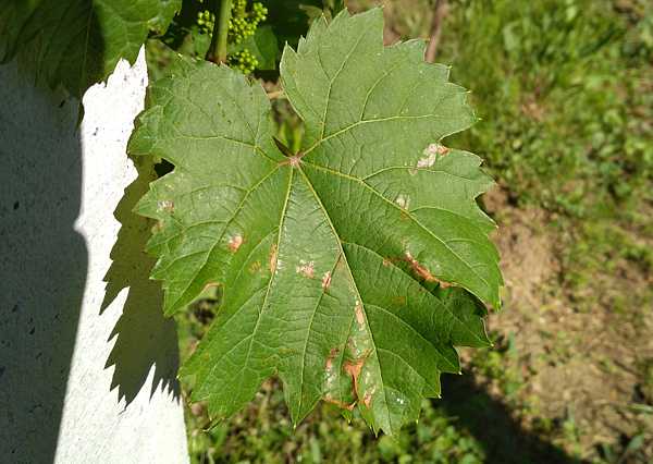IMG_20190602_161941aaa.jpg
