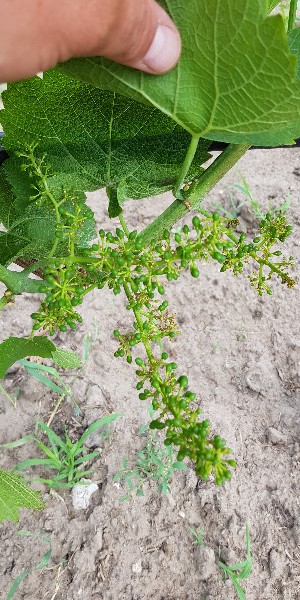 20190615_140823-300x600.jpg