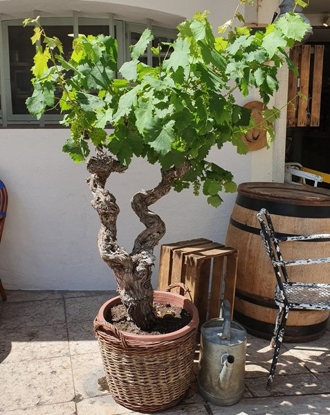 20190704_113755_500.jpg