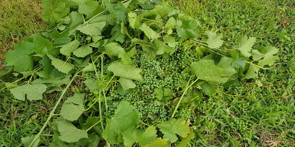 20190710_162736-600x300.jpg