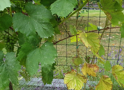 20190724_065254_500.jpg