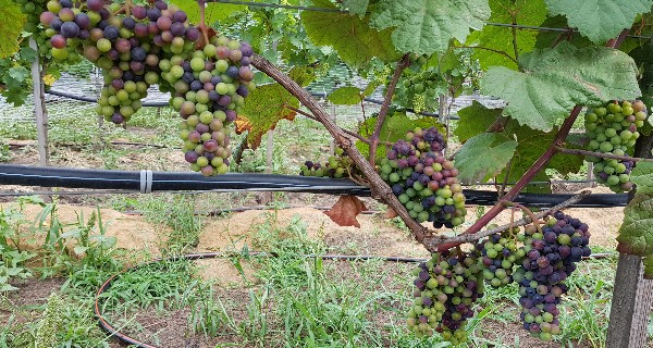20190731_125418-600x320.jpg