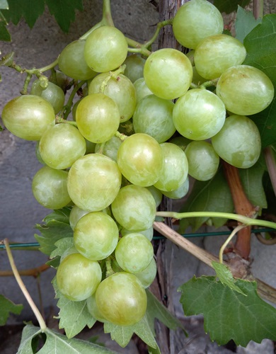 Waliok_20190802.jpg