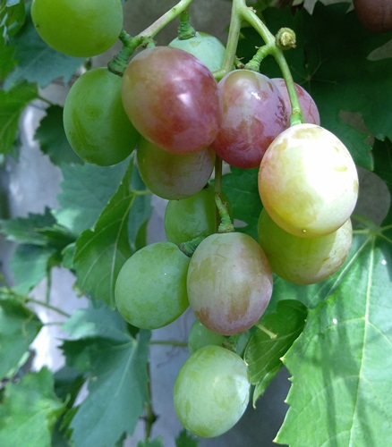 Wojewoda20190802.jpg