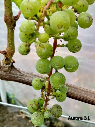 1-20190723_160020_HDR.jpg