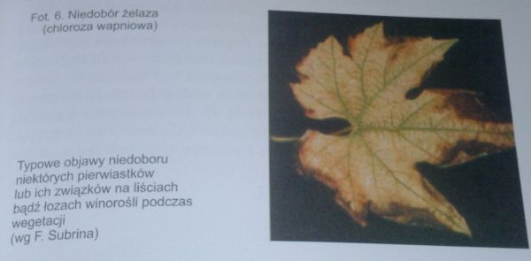 Niedobór żelaza.jpg