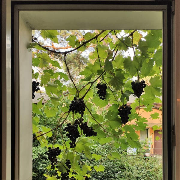 20190810_Nero.jpg