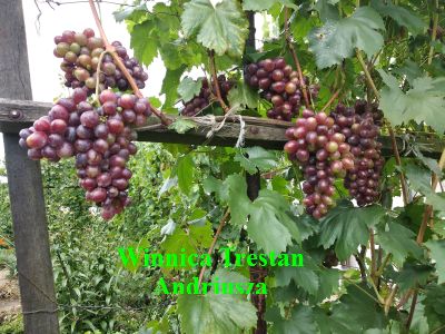 IMG_20190810_Andriusza.jpg