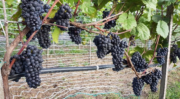 20190821_174925-600x333.jpg