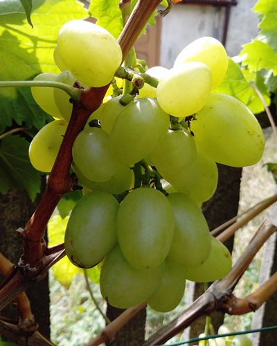 Prodiusser 20190822.jpg