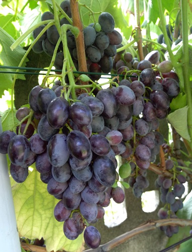 Festivee 2019.08.13.jpg