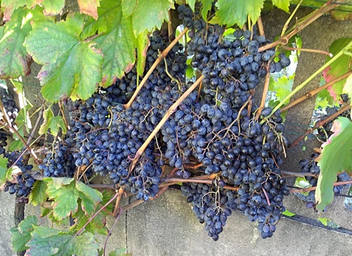 Anastasja20191006.jpg