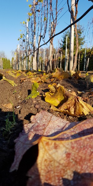 20181116_111441-300x600.jpg