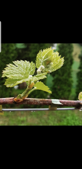 Screenshot_20191210-181743_Gallery-288x592.jpg