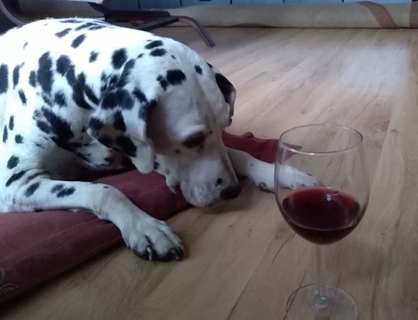 Dalmantyńczyk i wino.jpg
