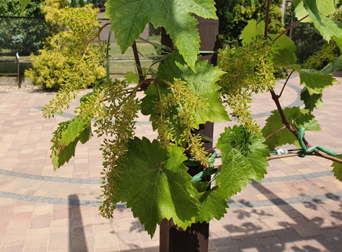Krasień_CZERWIEC.jpg