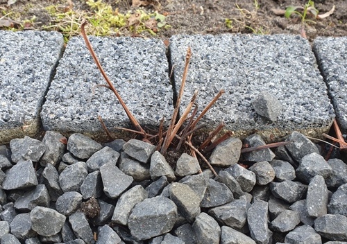 20191215_112822 500.jpg 20191215_112822 500.jpg