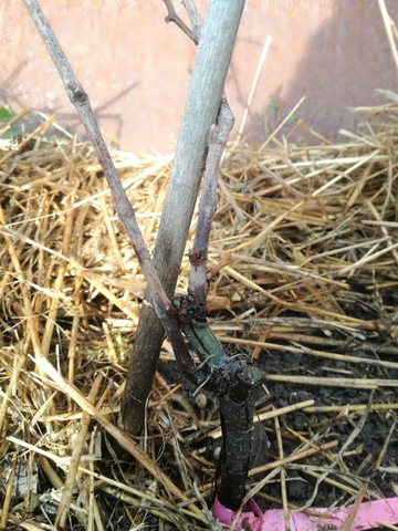 Cascade 50cm.jpg