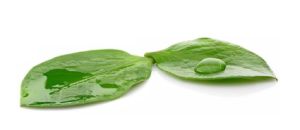 Spray-Adjuvant-Super-Spreading-Surfactant-for-Agrochemical-Based-on-Silicone-Equivalent-to-Momentive-Silwet-L-77.jpg