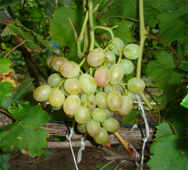 JN_gr_DSC05437.JPG
