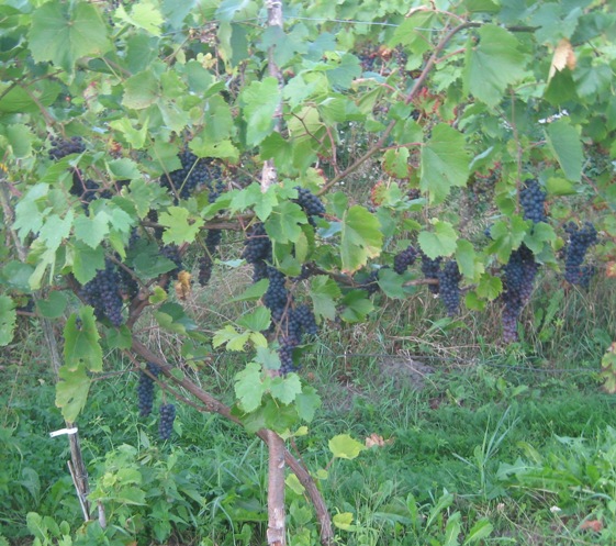 Karpicko 010920922.JPG