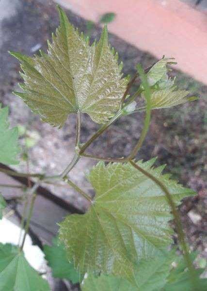 Koronka 14.06.2020.jpg