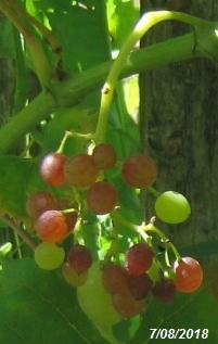 07082018 KingRU1.jpg