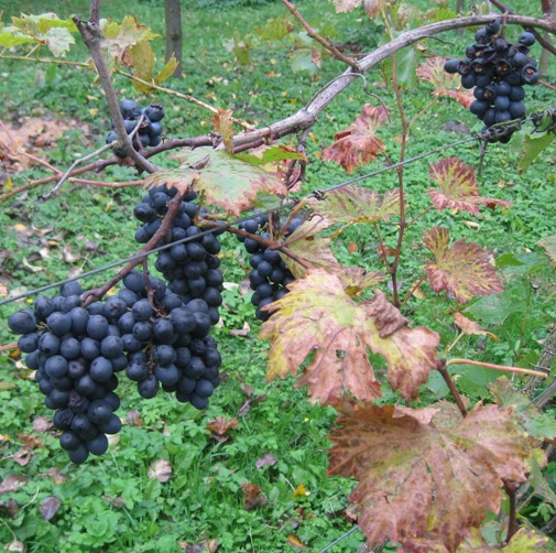 07102019-Nero.JPG