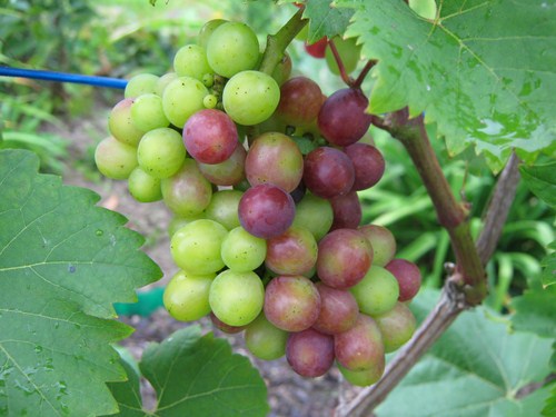 IMG_1056 (Kopiowanie).JPG