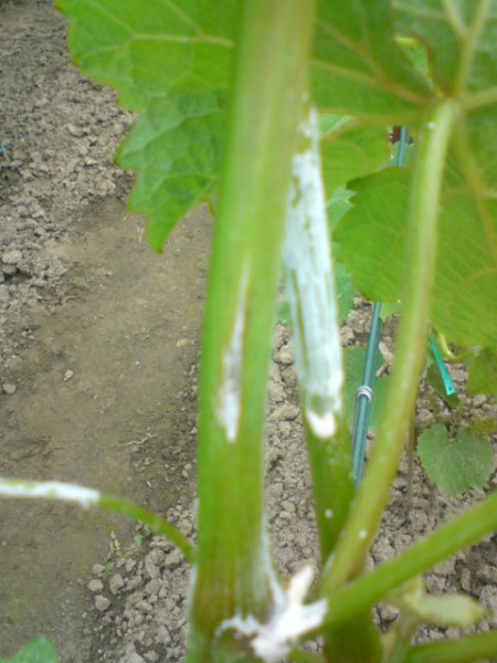 dsc00135_8.jpg