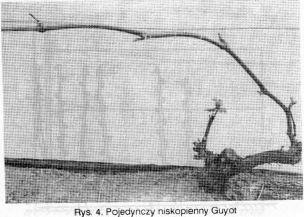Guyot_niski.jpg