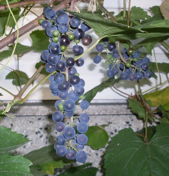 Bielany_29-8-12m.jpg