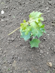 IMG20220710133416.jpg