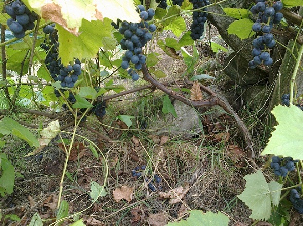 20120907007.jpg