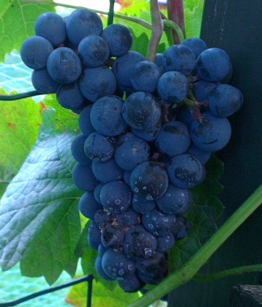 IMAG0455.jpg