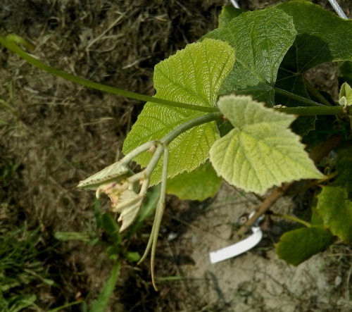 IMAG0029m.JPG