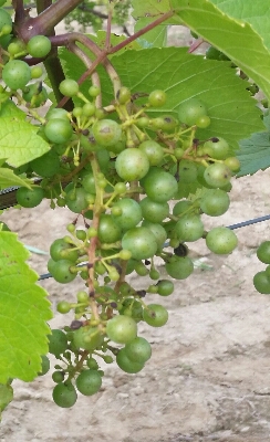 2016-07-31 13.27.44.jpg