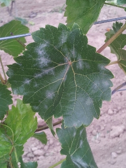 Seyval / seyval.jpg seyval.jpg